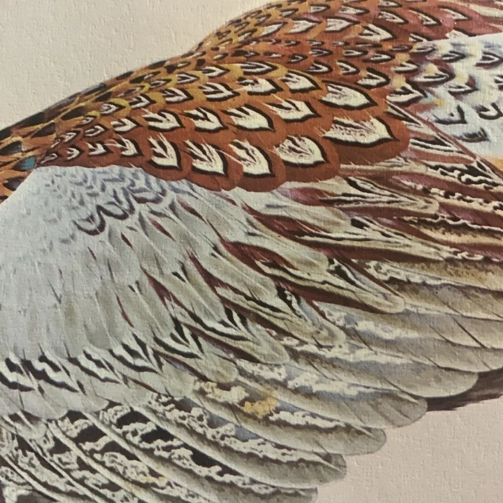 Glen Loates “ RING-NECKED PHEASANT “ Signed and sealed approved 23 x 18 inches